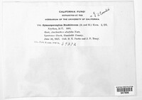 Gymnotelium blasdaleanum image